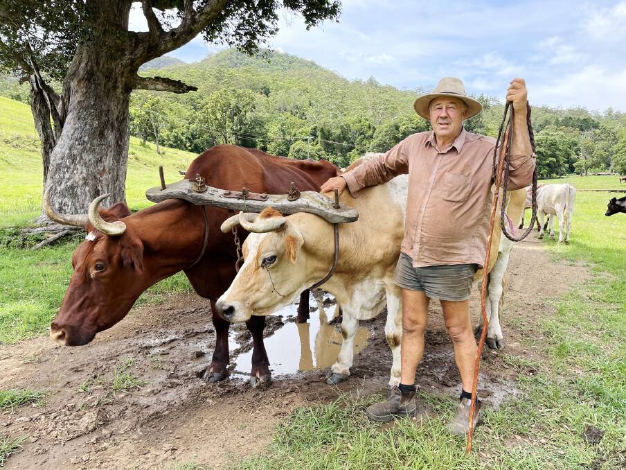 Philip Thomson still works his bullocks hauling timber from the bush and the team will be on display during this year's bicentennial Sydney Royal Show.