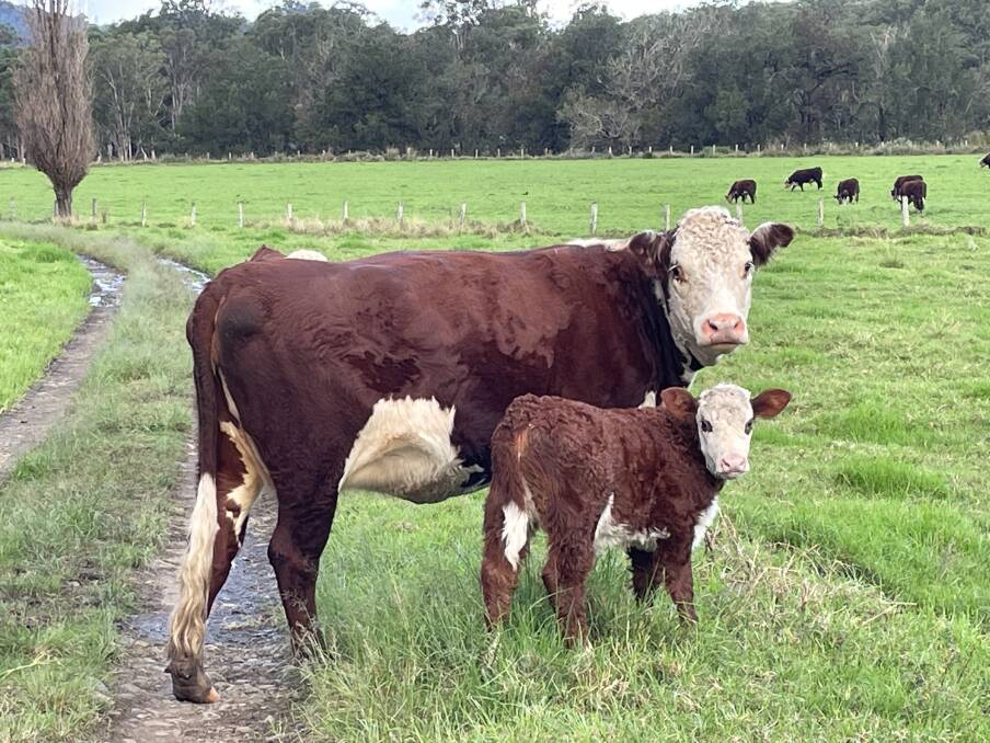 What if the extra stress placed on a mother by weighing calves at birth did more harm than good? Is there a different approach we can take to collecting genetic data? And if scientists can't work with an alternative, then perhaps they should be the ones to try and weigh a newborn. 