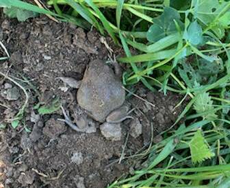 Burrowing frog comes up for air in a protected corner of the cattle yards at Loomberah. Picture by Andrew Harries.