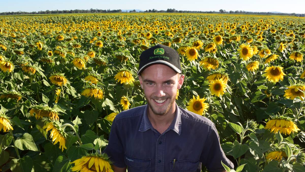 Jack Hamilton in a paddock of sunflowers near Casino during full bloom which attracted sightseers by the busload.