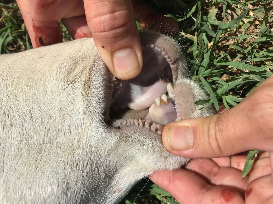 Brown gums in sheep are a sign of nitrate poisoning.