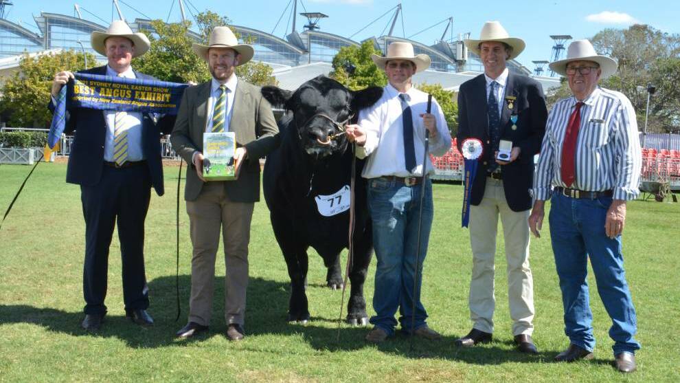 The Sydney Show's supreme champion Angus Hillview Quigley Q18 is one of many top bulls who will no longer be competing at the Ekka.