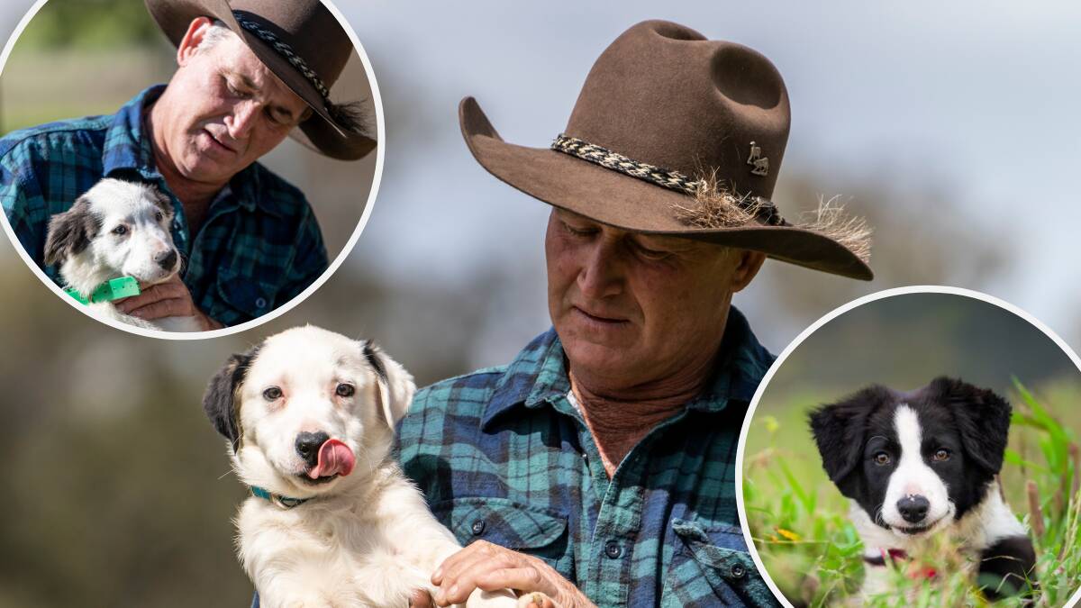 Dog trialling champion and dog educator, Mick Hudson, with three of his puppies, who will star on the new season of ABC TV's Muster Dogs. Pictures supplied/ABC TV