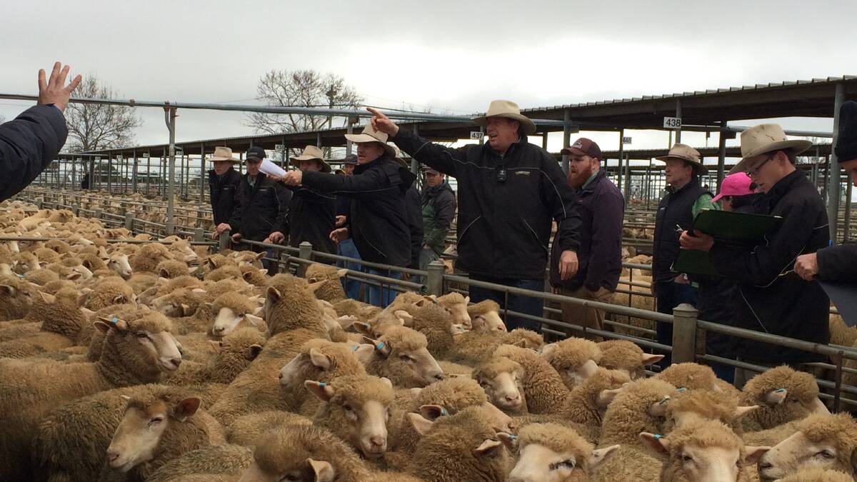 Livestock agents take the bids during the Wagga sheep and lamb sale last week. Photo: Nikki Reynolds 