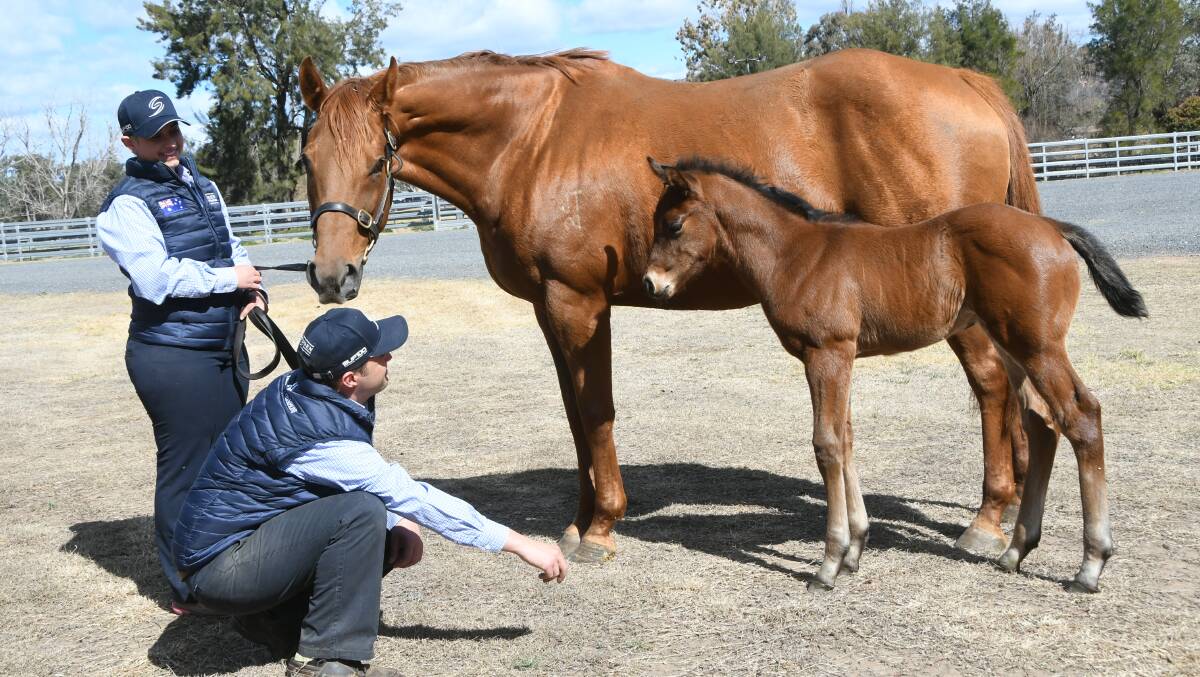 Ashlee Hannond and Andrea Ottina with Bisutti and her two weeks old colt foal, who is among the first progeny by second crop sire Supido, at Widden Stud. Photo by Virginia Harvey