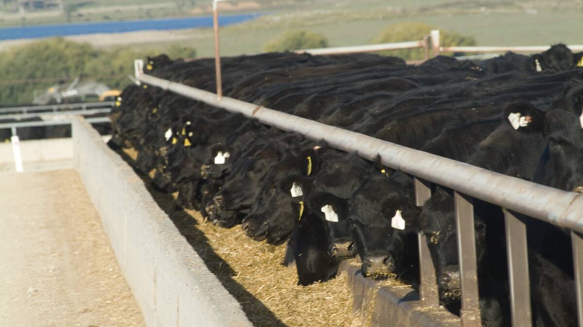 Angus cattle on feed at Rangers Valley, Glen Innes.