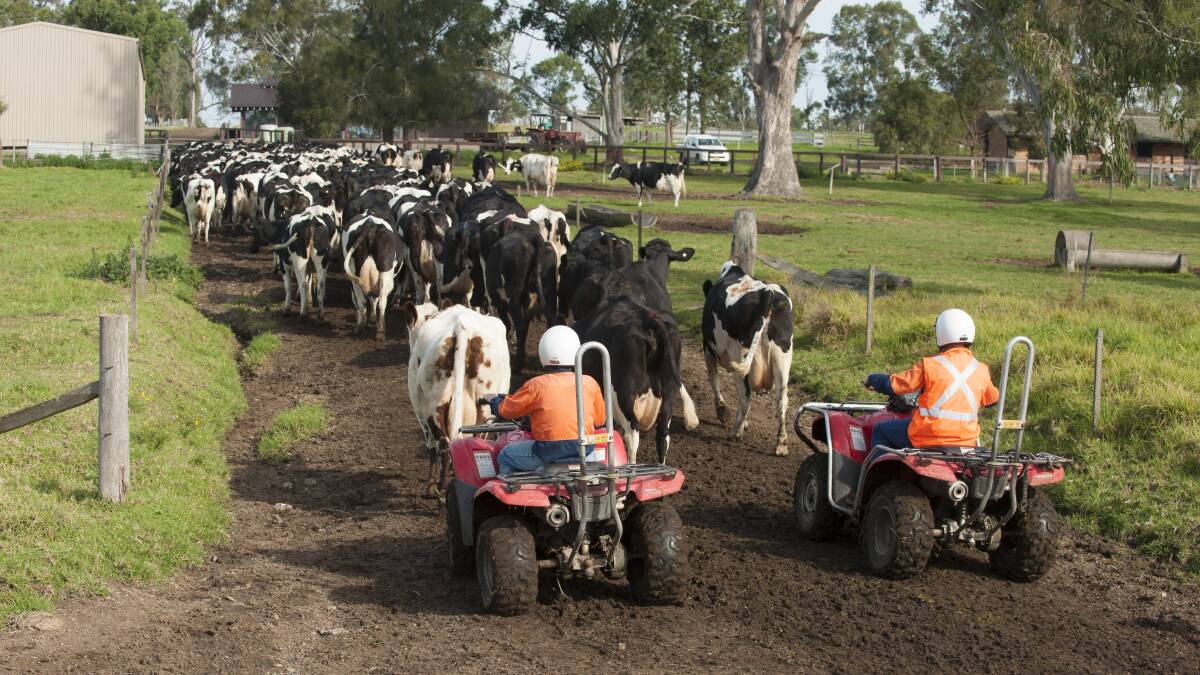Students bring in the dairy cows for milking at Tocal College, Paterson. Photo:
Dean Morris.