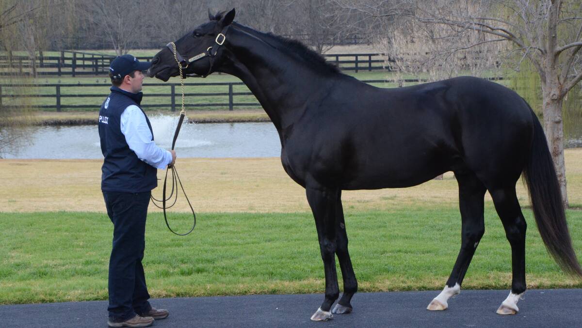 Pluck, a proven value son of More Than Ready, with stallion handler Dwane Wilkinson at Vinery Stud, Scone. Photo by Virginia Harvey
