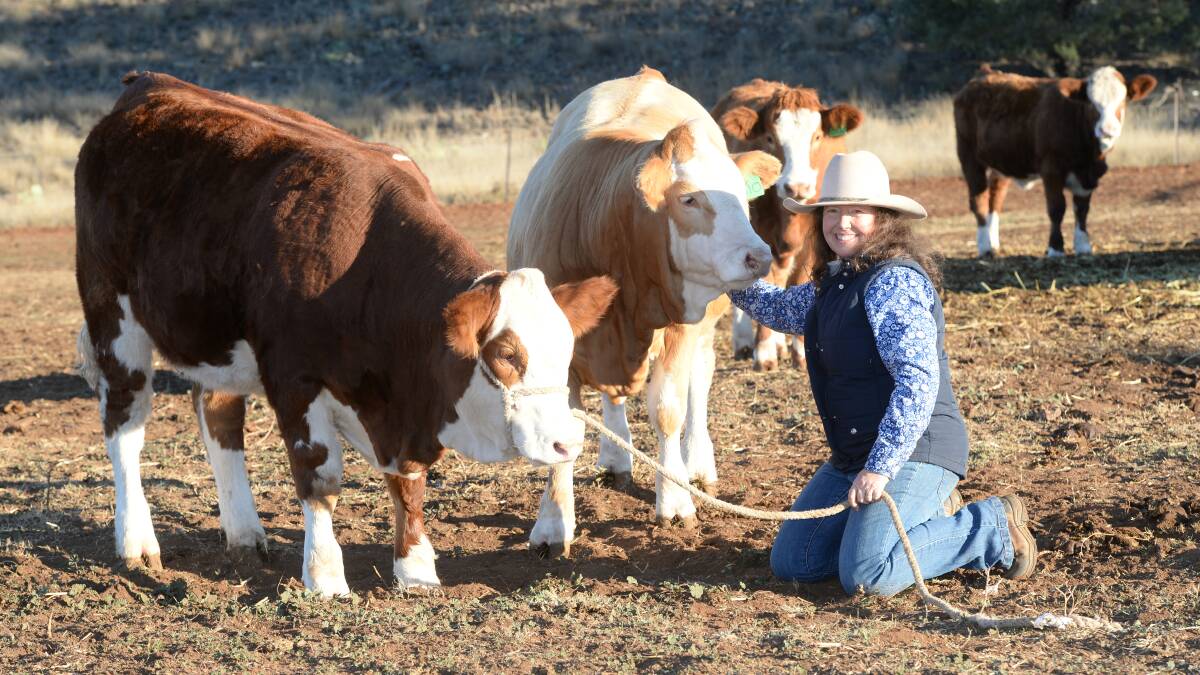 Melinda McColl, Daraabah Fleckviehs, Dubbo, with 10-month-old heifer Daraabah Poser and (at back) 8- to 13-month-old heifers on offer at their online sale on September 6. Photo: Rachael Webb