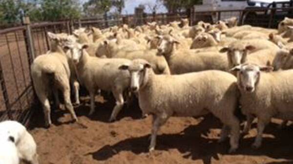 STOLEN: Some of the 31 cross-bred ewe lambs that were stolen from a property near Trangie. Photo: NSW POLICE