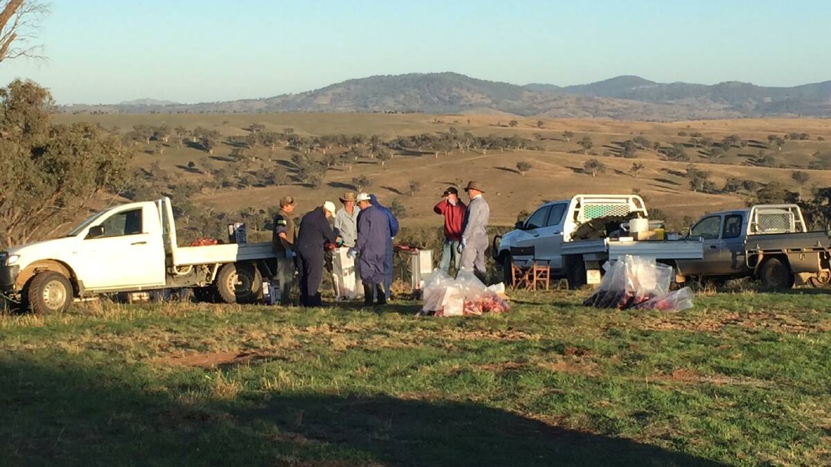 Landholders preparing meats baits laced with 1080 toxin for landscape scale, strategic and coordinated feral predator control across the region. Photo: Dave Worsley