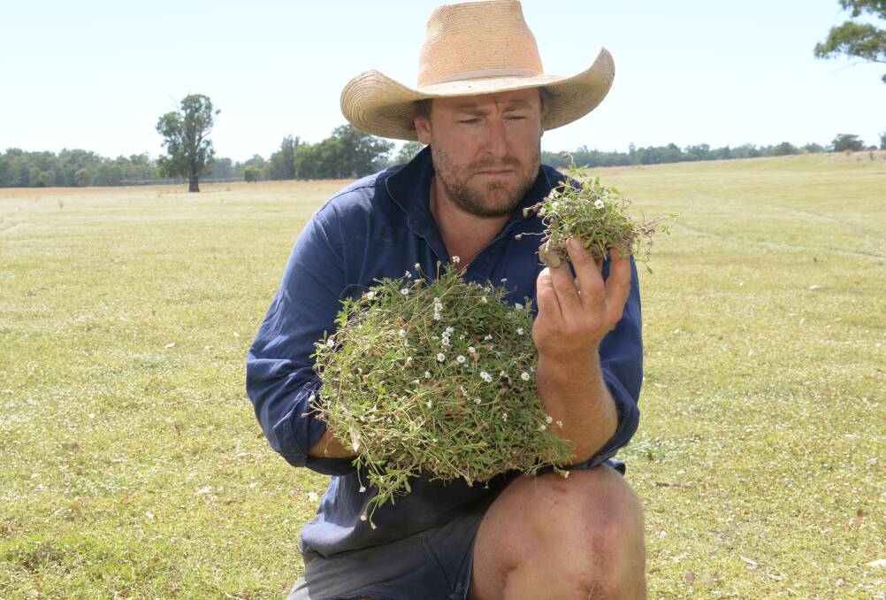Like the Woods family at "Limebon", Boggabilla,in the state's north, Even Wilson has lippia infected country and found ploughing paddocks for cereal crops is working to a degree at "Elma", in the Jemalong floodplain near Forbes.