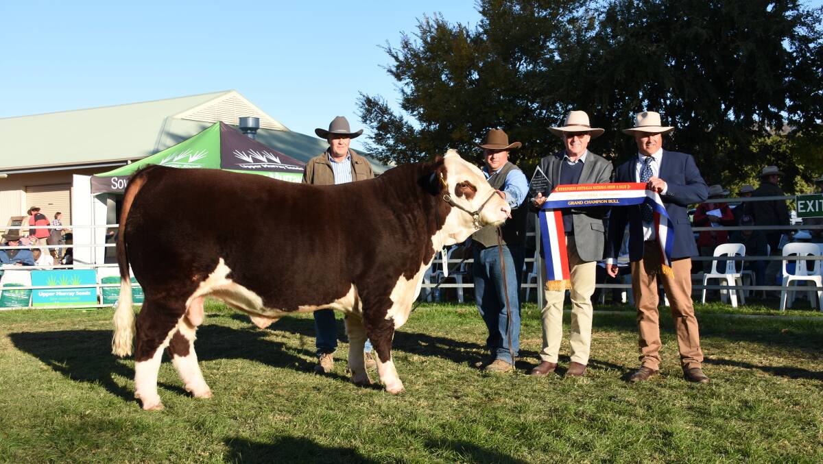 Owner Scott Lewington, Uranquinty, with his 2018 grand champion bull, Kymarney Majestic, held by Hayden Green, and sashed by Herefords Australia chairman, Bill Kee, and judge Brent Fisher, Christchurch, New Zealand. 
