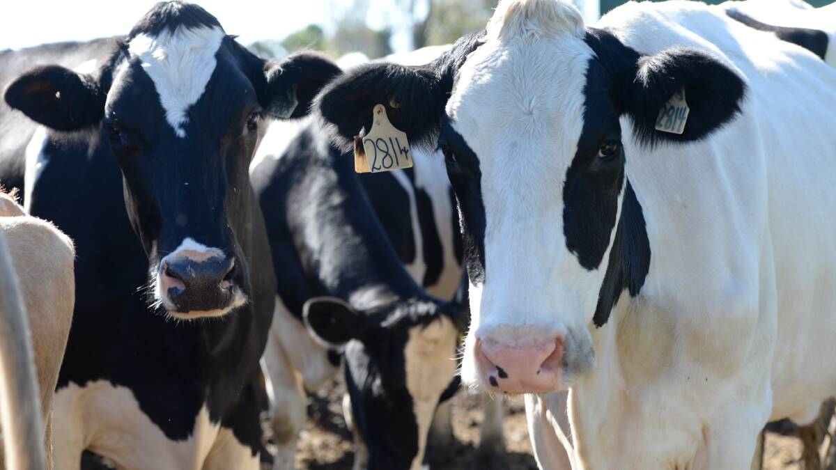 Chinese dairy company to hit ASX