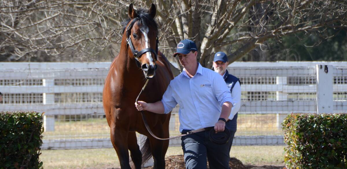 Outreach and groom Nathan Curry at Widden Stud. Photo by Virginia Harvey