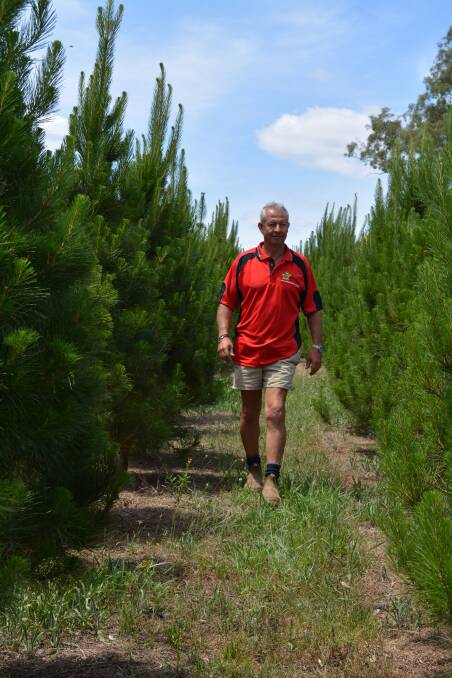 Will Cappello of Willy's Christmas Tree Farm, Box Hill.