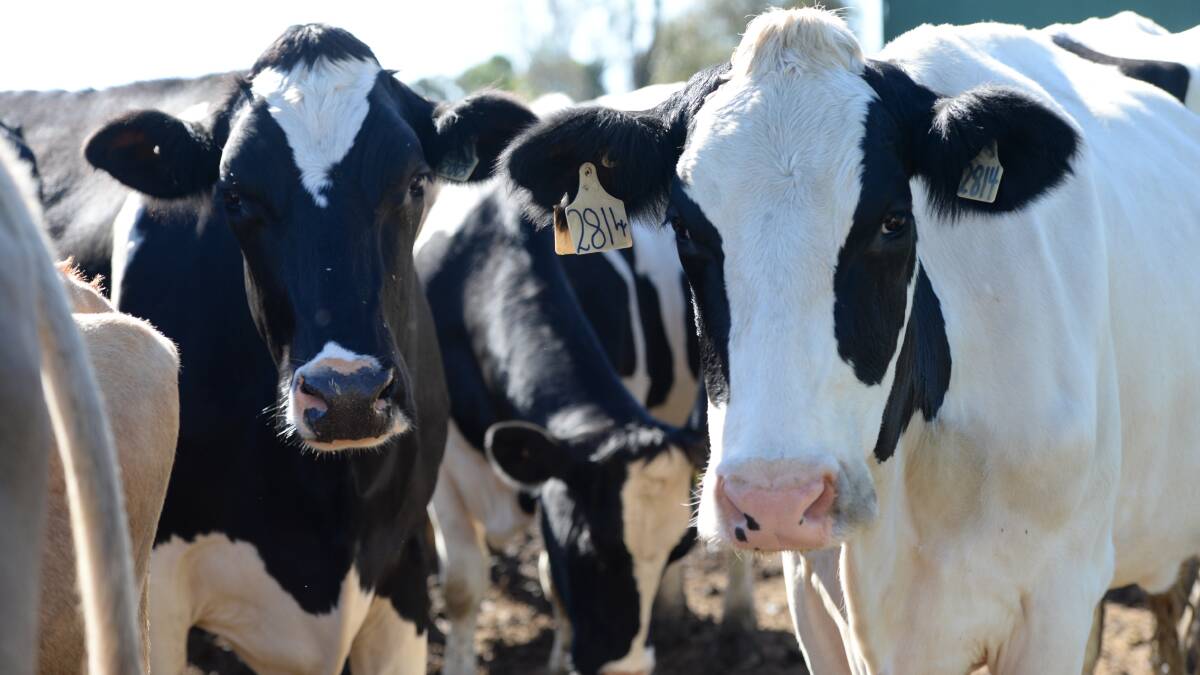 Weak global dairy prices hit Murray Goulburn's profit