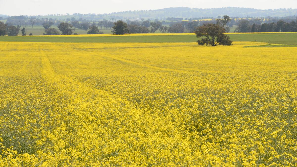 Early sown canola has the best chance to harvest, but more rain is needed.