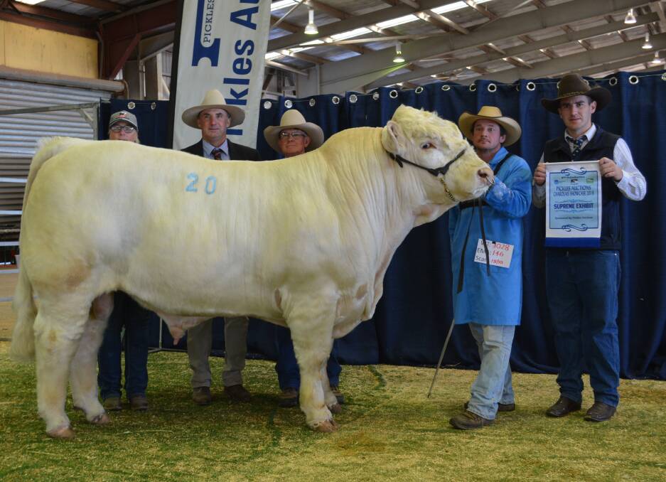 Last year's National Showcase supreme exhibit DSK TGL Metric M59E (ET) (P) pictured with Helen Alexander, DSK Charolais; judge Tim Vincent, Booragul Angus; Chris Knox, DSK Charolais, and handler Lonnie Stone, with the supreme exhibit being sashed by Steve Martin, Pickles Auctions.