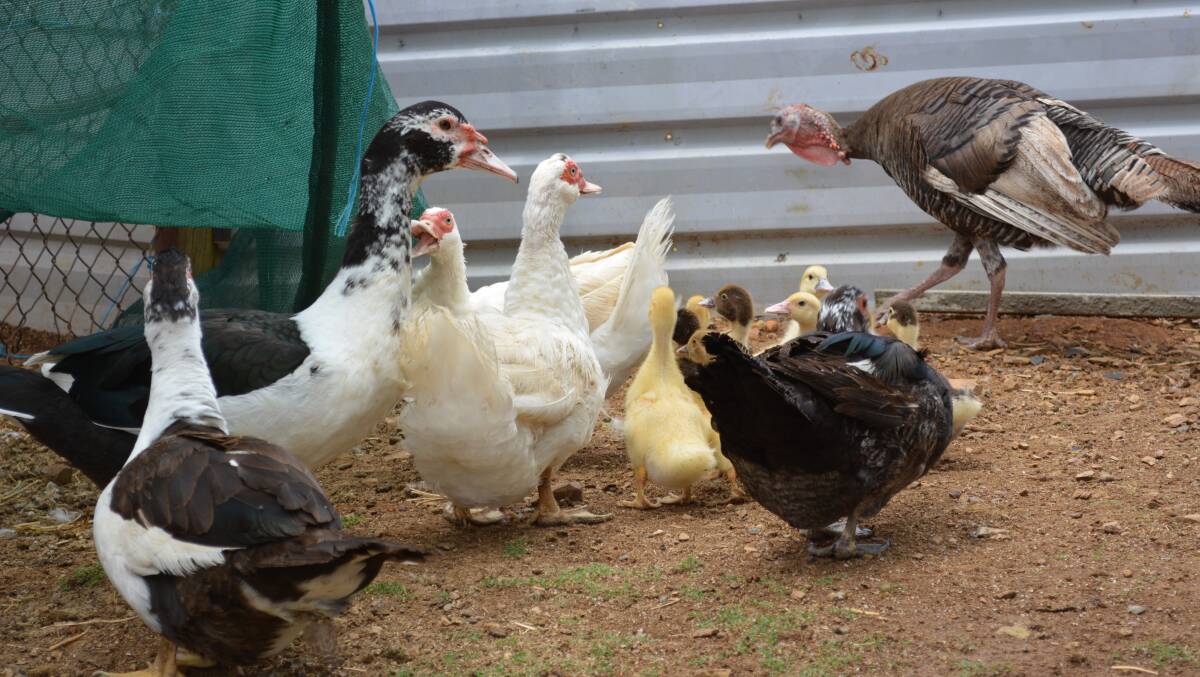 The Tamplins' poultry
