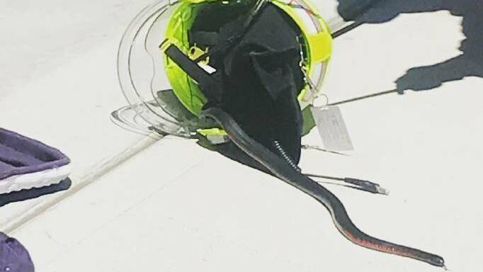 The snake was found inside the helmet. Picture: Fire & Rescue NSW‏ on Twitter