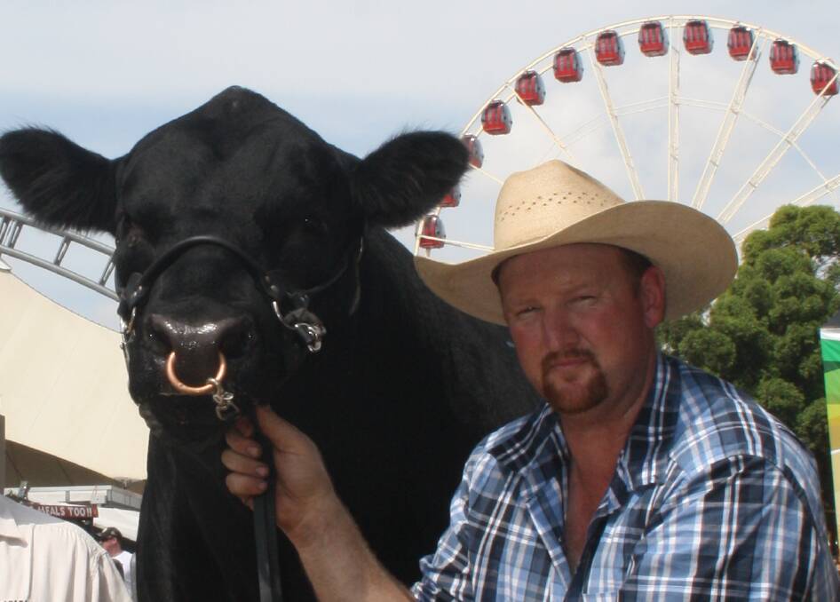 Angus feature show sub-committee chairman Tim Lord, Kangaloon, with K.O. Premier Bull Durham G152, at the 2013 Sydney Royal Show. More than 300 exhibits have been entered in the Angus judging at the show this year.