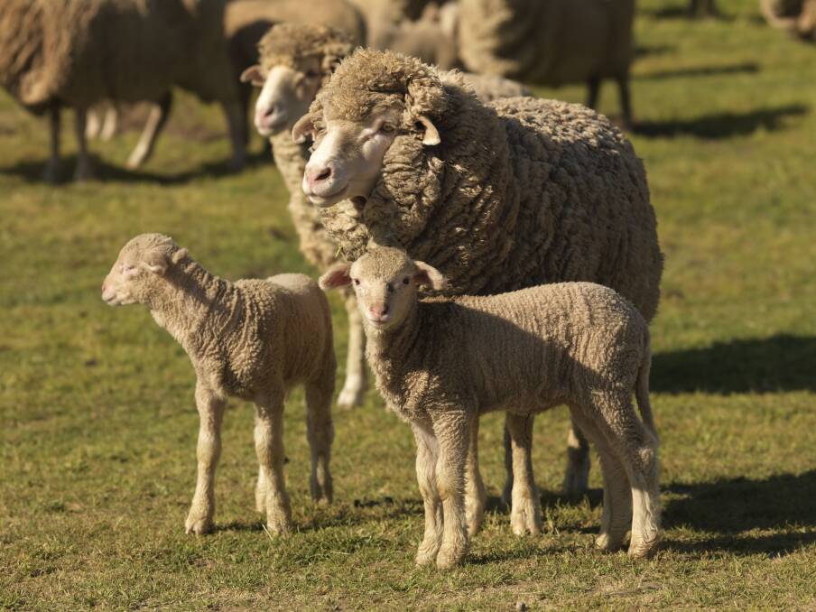 Scanning for the age of the lamb foetus can help determine the lambing date, which may lead to a better managed lambing and improved lamb survival, according to research funded by AWI.
