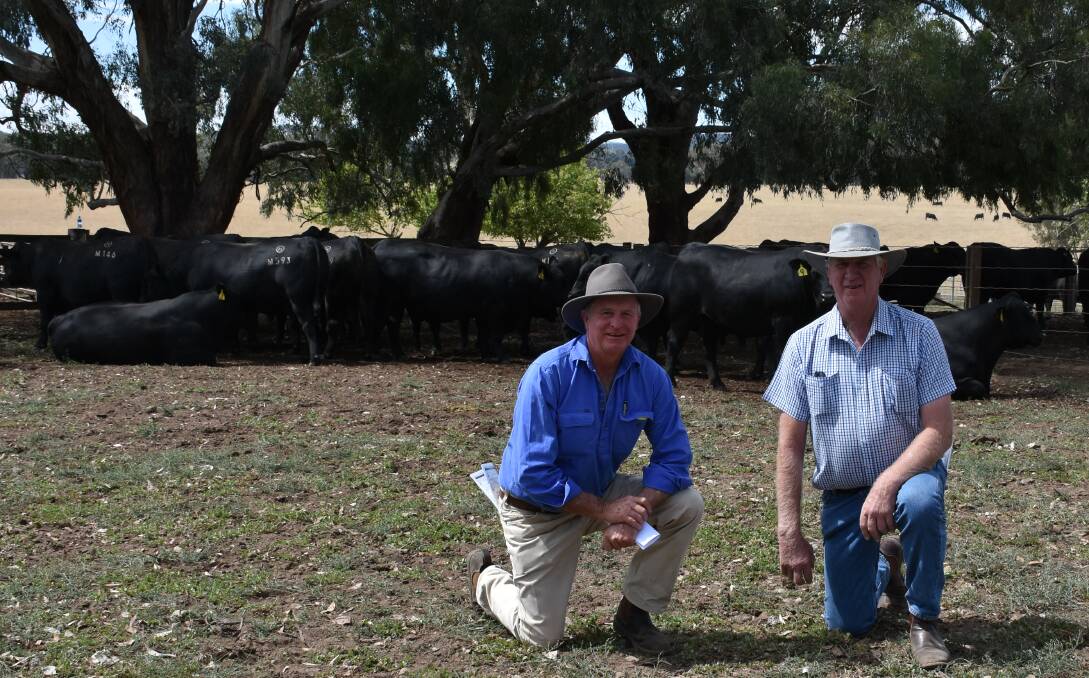 Purchaser of top price and second top price bulls John Adams, "Mill Park", Staghorn Flat; and neighbour Ian Seidal, Staghorn Flat; with a selection of the Dunoon sale bulls.