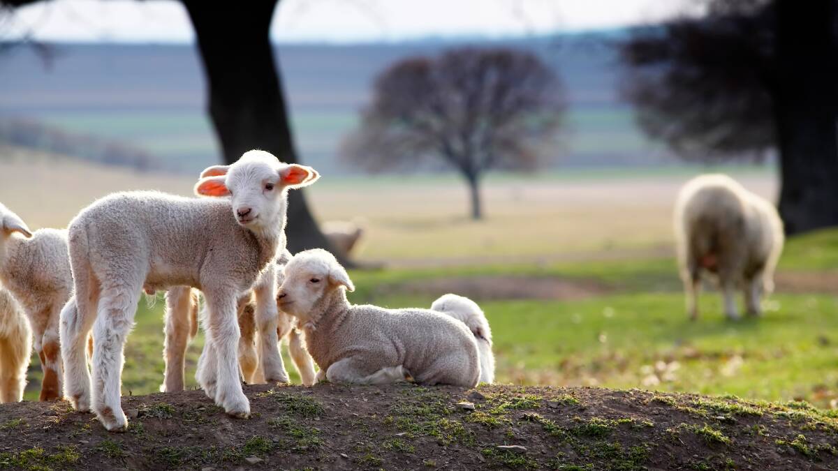70 per cent of lamb deaths can be avoided through changes to husbandry or environmental aspects. Photo supplied by LLS.