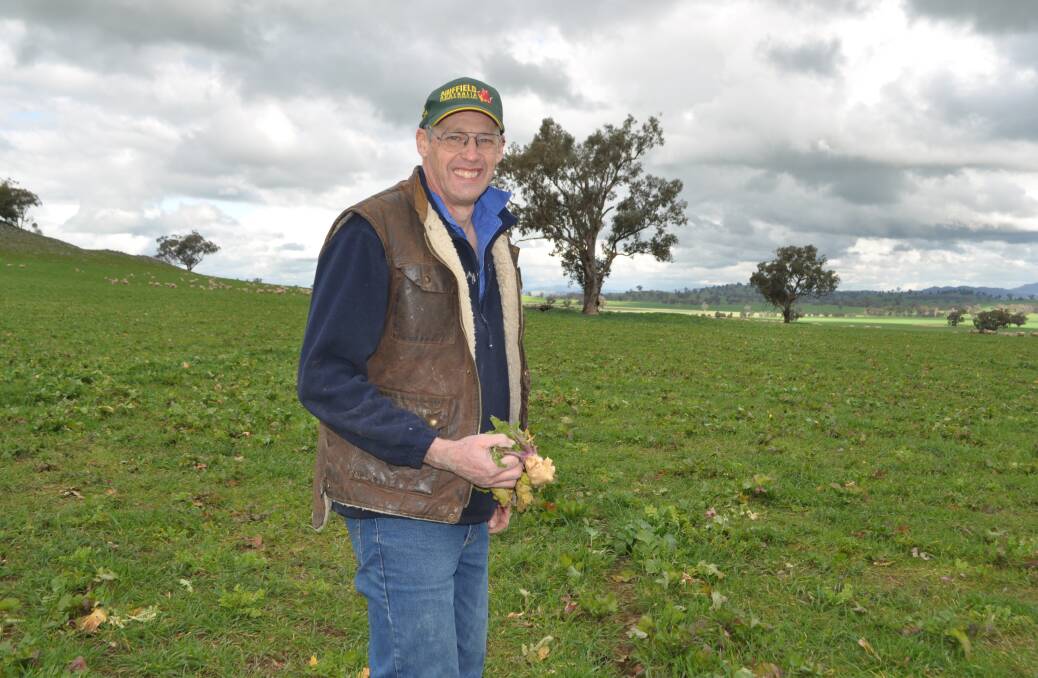 Culcairn farmer, Murray Scholz, has a companion crop grazing strategy, using a mix of vetch, grazing wheat, tillage radish and purple top turnip. 