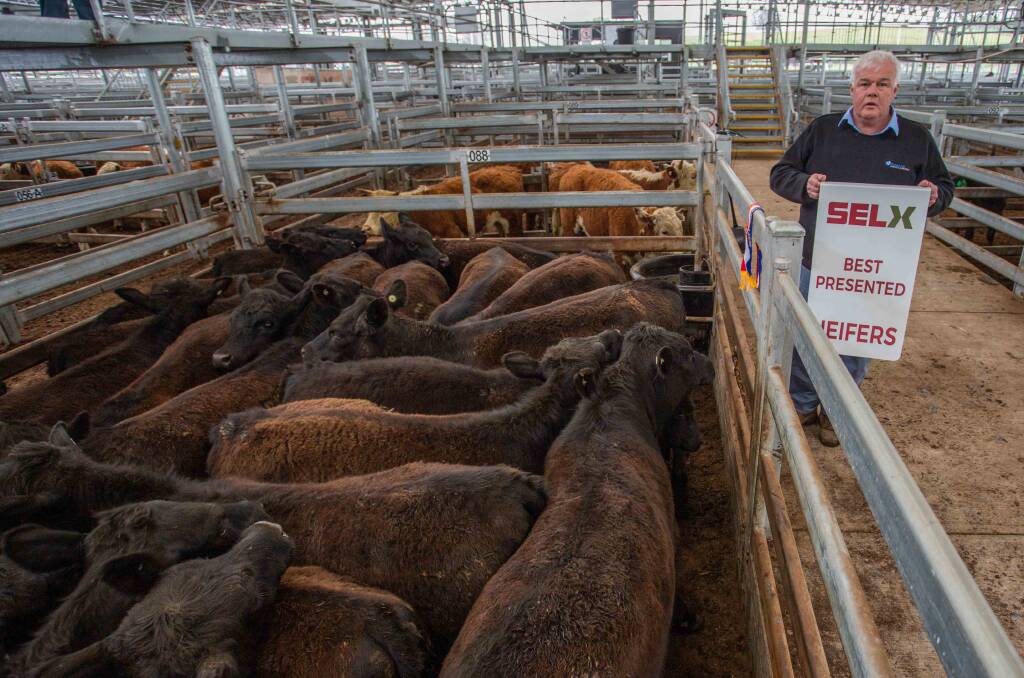 Michael Hall (Livestock and Property) sold 22 Angus Heifers, 271kg, on behalf of MA Coles, Goulburn for $1280. They were named Best Presented Heifers on the day. Photo: SELX