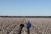 Smallest cotton crop in 40 years expected