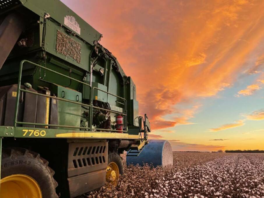 The cotton harvest in NSW is 40 to 50 per cent complete. Photo: Paul Flewitt