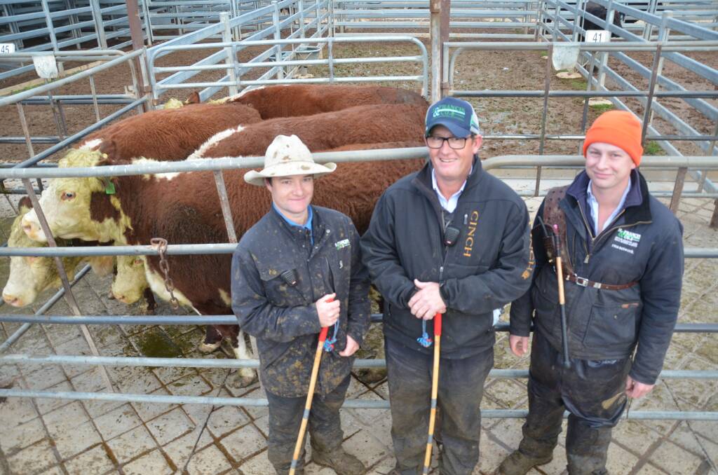 H Francis and Company agents Alex Croker, Scott Meyers and David Kosa at Wagga Wagga with a pen of 720kg Hereford cows which sold for 363c/kg on Monday. 