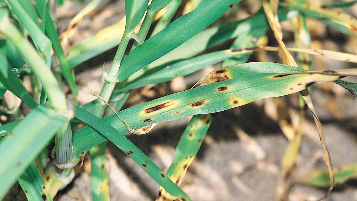 Spot Form Net Blotch has appeared even in paddocks that have not been planted with barely for a number of years. Photo supplied by GRDC.