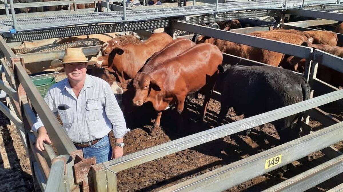 David Farrell of Farrell and McCrohon with Santa cross steers from the Di Mattia family, which sold to a top of $1458. Photo by Grafton Saleyards. 