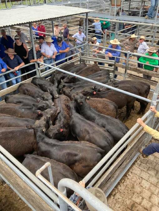 R and G Harris, Mulbrae, Chads Creek sold 43 Angus weaner steers to a top of $1630 and average of $1596. Photo: Bowe and Lidbury Stock and Station Agents