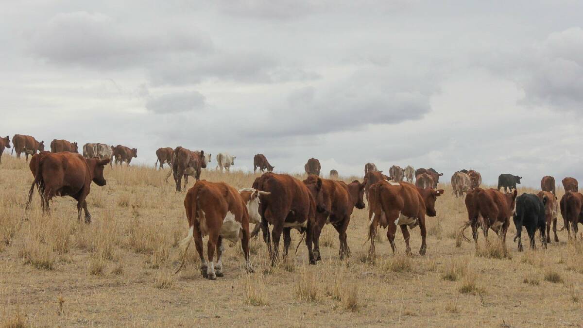 The company now sources organic and regeneratively farmed beef. Photo: Barbell Foods