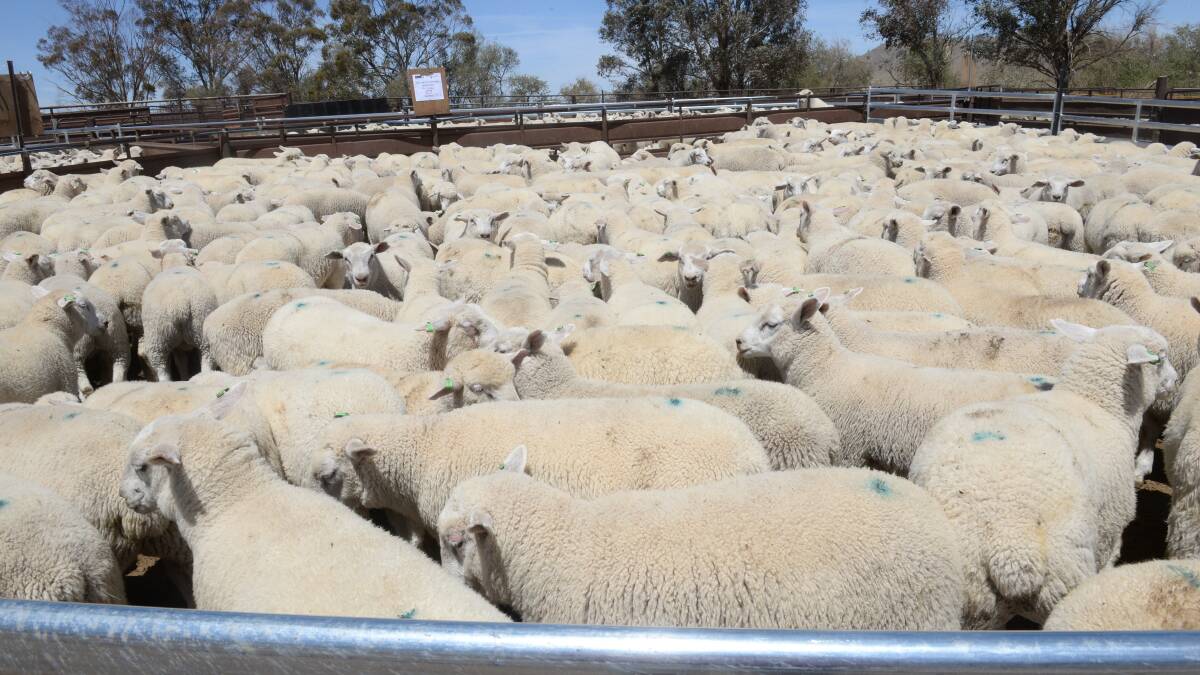 There could be an opportunity for growers to take advantage of the current situation, purchasing wooly wethers in a time when the market has discounted the value of the wool available. 