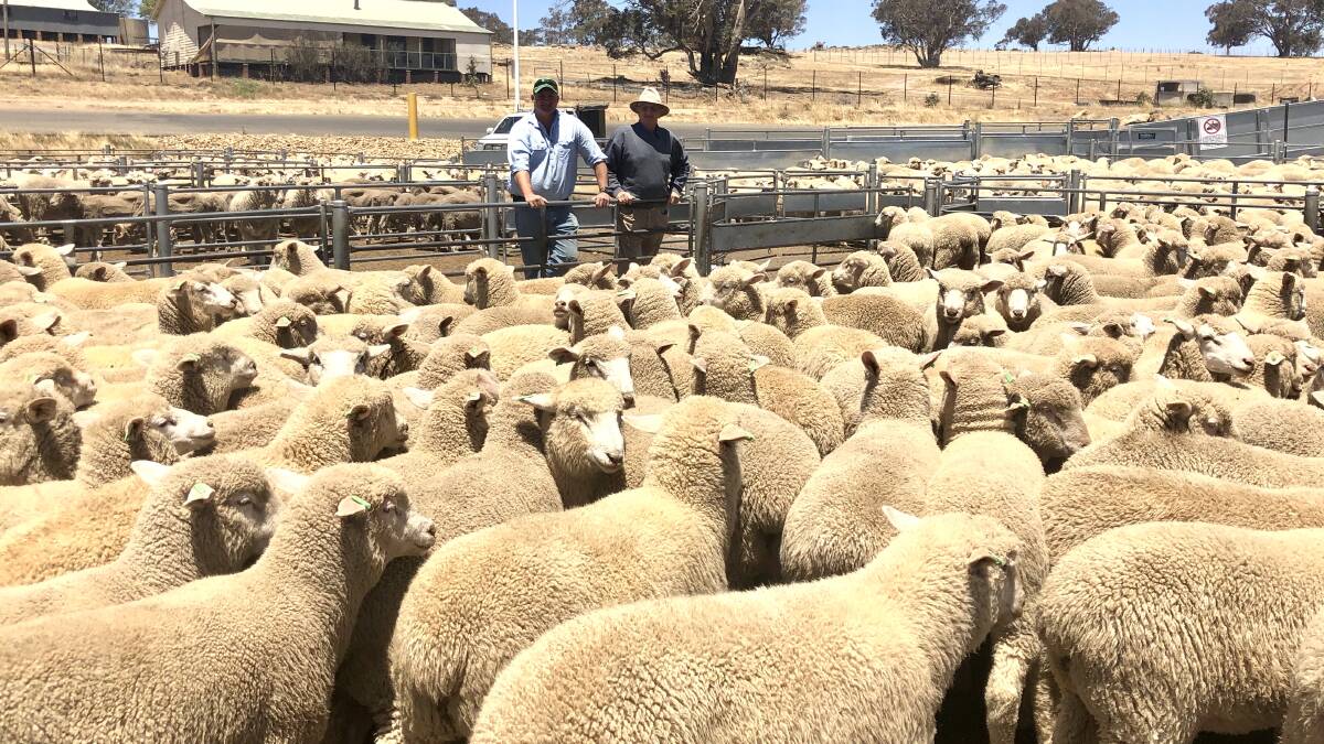 James and Tom McCormack, Crookwell with their seconds for the yarding. The pen of 216 August-drop lambs sold for $145.60/hd.