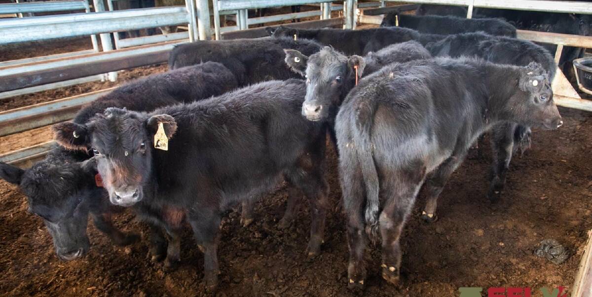 Angus weaners from T and W Medway, Gunning topped the Yass prime sale on Thursday, selling for 483.2c/kg. Weaner prices eased by 15 cents. Photo: SELX 