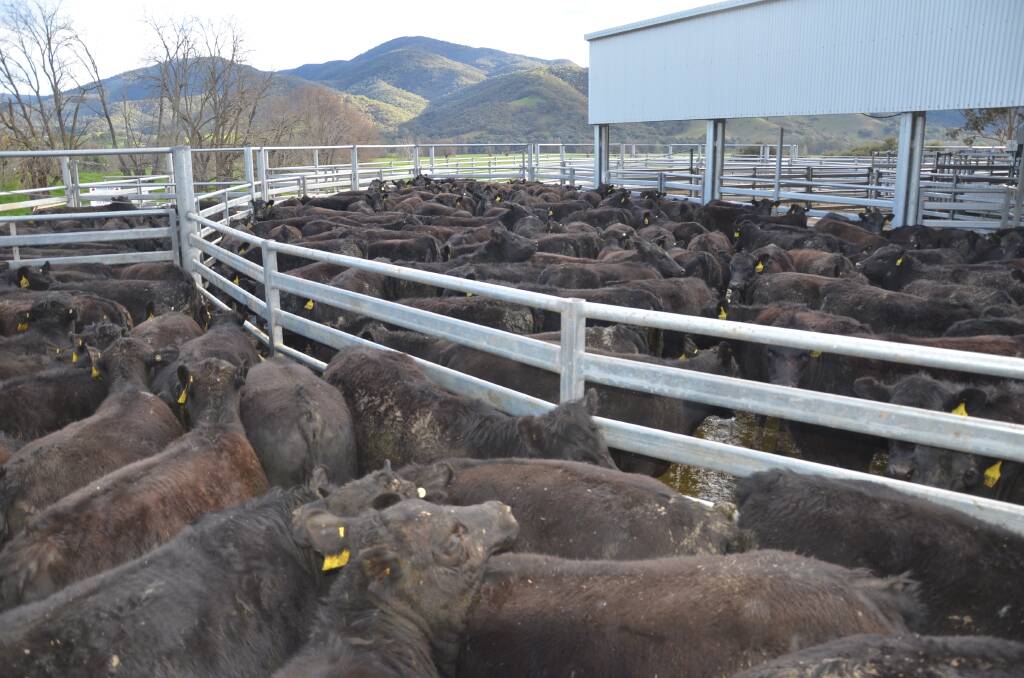 200 Angus unjoined heifers, 11 to 12 months old, sold to Boambolo Pastoral, Euberta for $2850. 