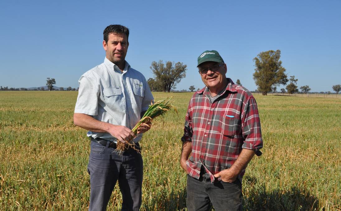 Croker Grain's Jason McPherson inspects Josh Seach's oat crop at The Rock to see if he can use the 'Act of God' clause and cut for hay. 