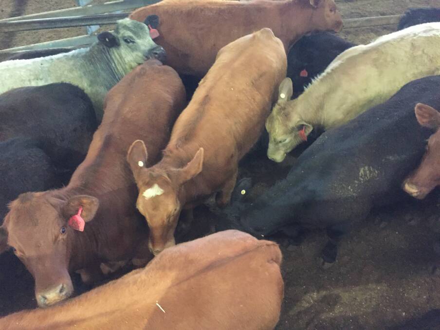 Elders livestock agent Andrew Bickford said prices for young cattle could hold into the summer months. Photo supplied by Central Tablelands Livestock Exchange, Carcoar. 
