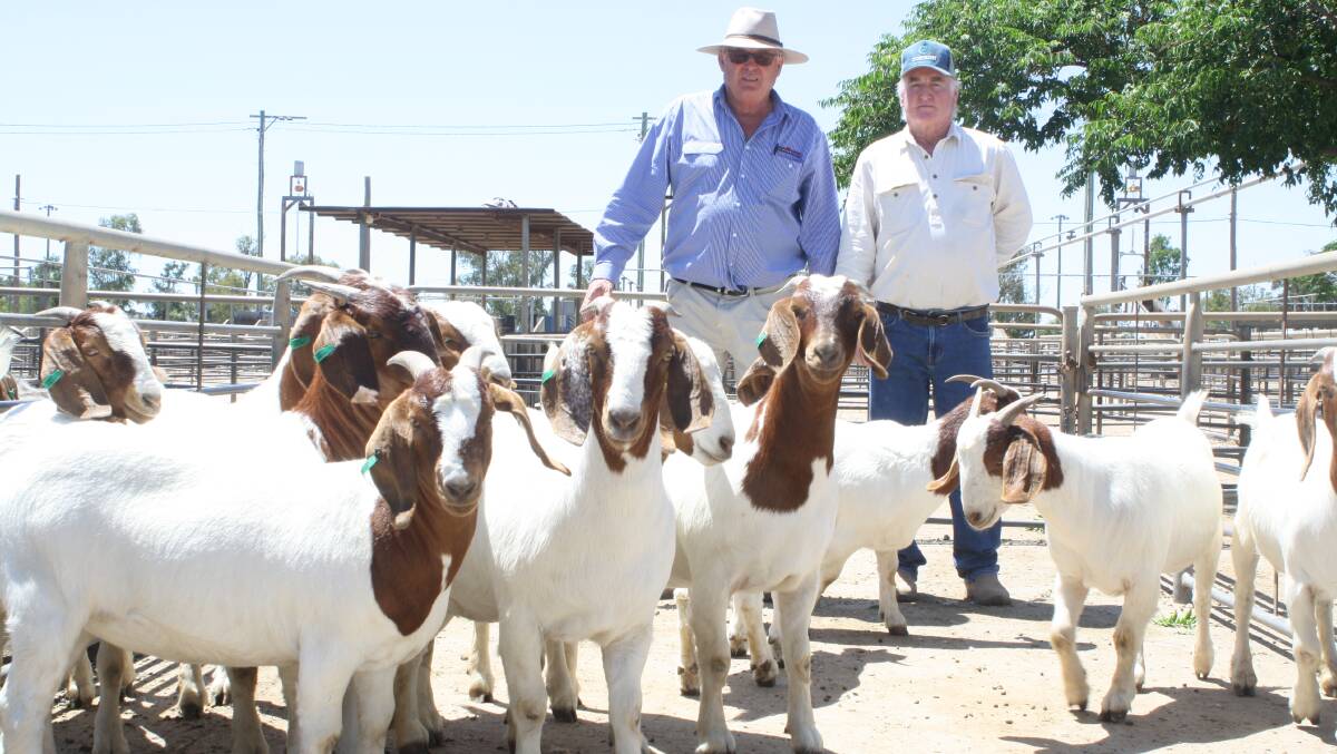 Graham Anderson, Peter Milling and Company, Dubbo with vendor Tony Smith, Tara, Walgett and the pen of Boer does they sold for $400. Photo: Rebecca Sharpe