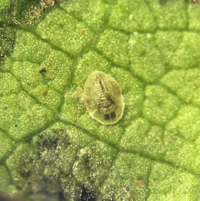 A parasitised silverleaf whitefly nymph seen with wasps growing inside it. Summit Ag hopes the new biological control can help cotton growers. Photo supplied.