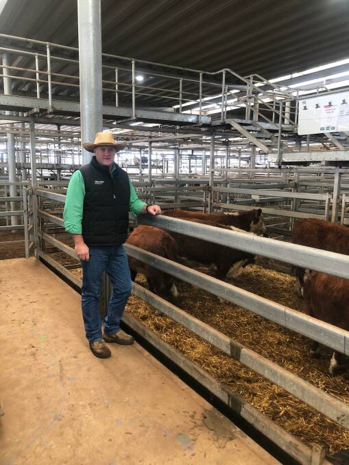 Matt Pitzen, Nutrien, Albury with a pen of seven Hereford steers offered by Aintree Farms, Ruffy, Vic, weighing ave 366kg, which sold for $1635. Photo by NVLX. 