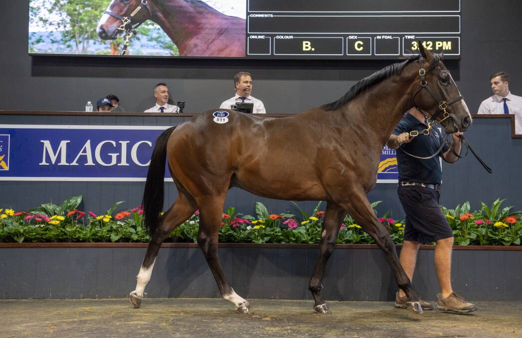 The Not A Single Doubt-Soleil Brulant colt which fetched $1.5m selling via Sledmere Stud. Photo: Magic Millions