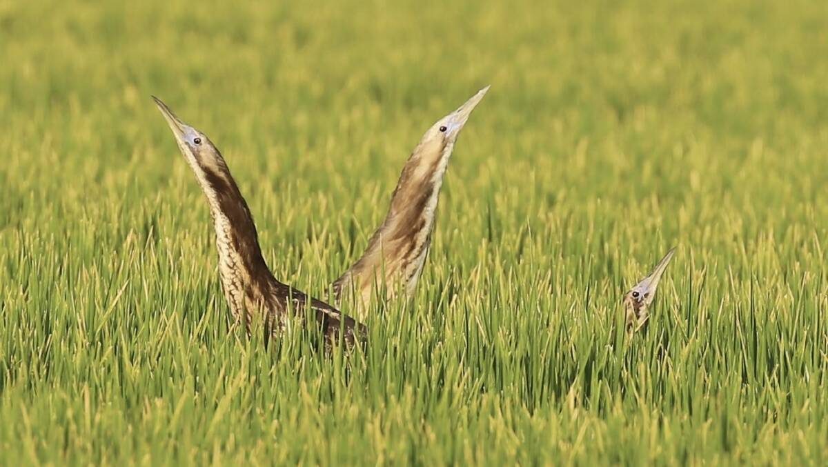 There are only about 2000 bitterns left in the world and 40 per cent breed in Riverina rice crops. Photo supplied. 