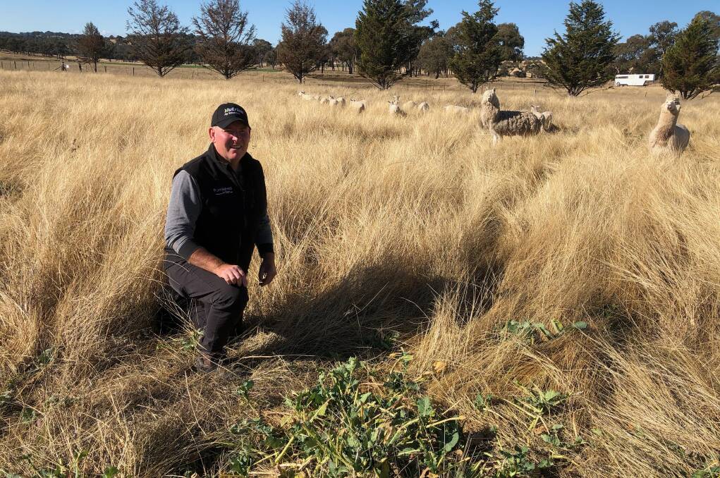 Ben Thorpe of Molly Downs Farms at Glen Innes with the brassica mix he under-sowed to form part of his rotational grazing system for his White Suffolk ewes. Photo: Supplied
